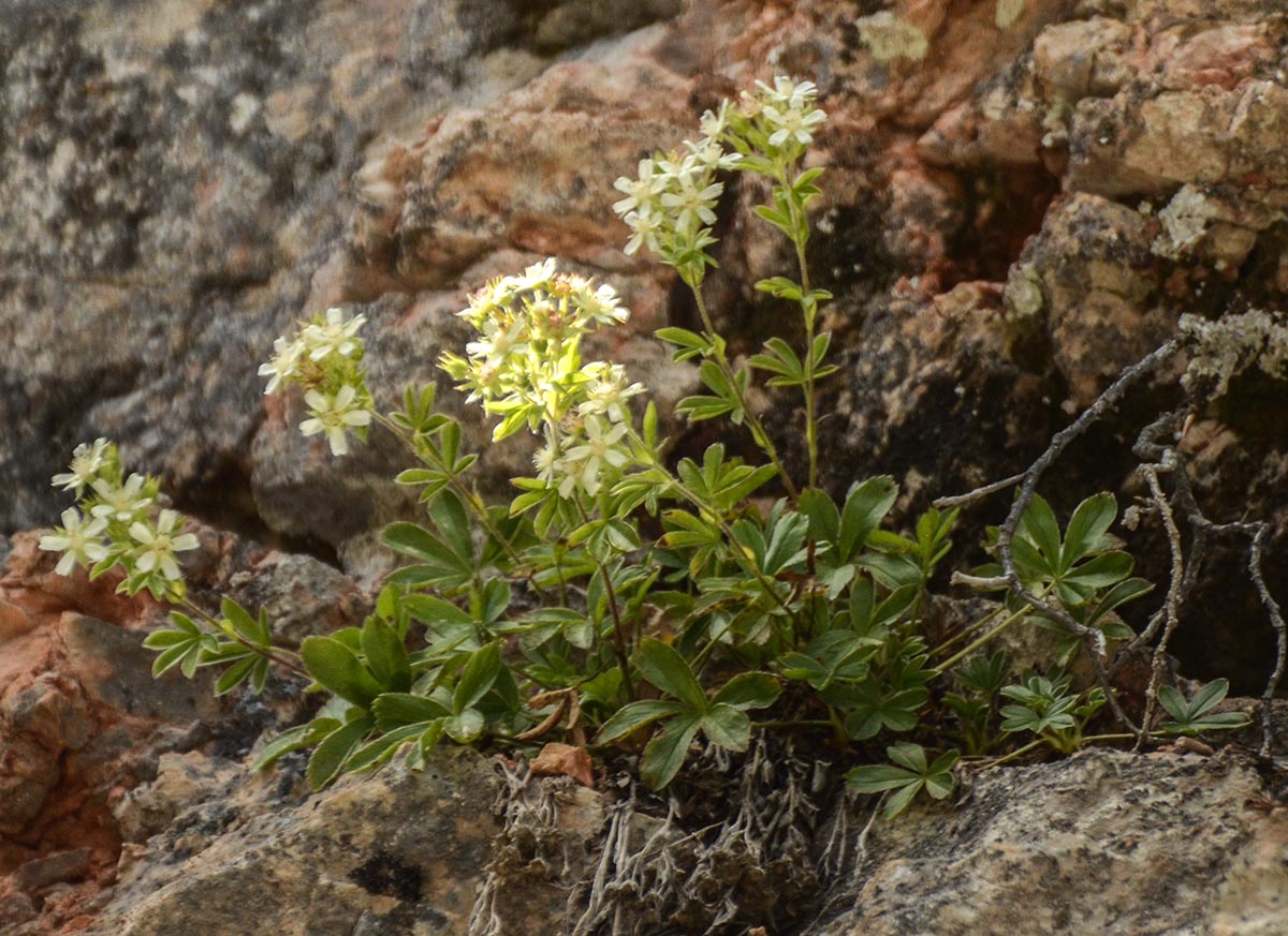 Habitus